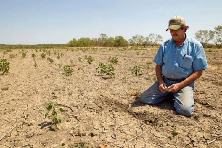 Indígenas Tarahumaras sin maíz: producción para autoconsumo cae un 80 por ciento