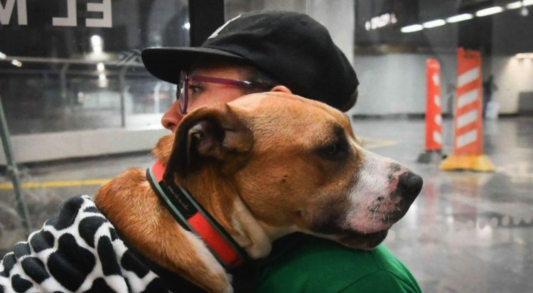 Podrán pagar infracciones de tránsito ayudando a perritos del Metro en la CDMX