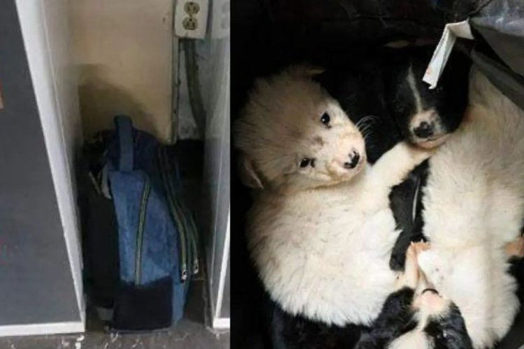Rescatan a cachorros que fueron abandonados en pasillos del Metro Indios Verdes