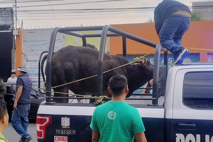 Varios toros escapan de un corral en Texcoco y provocan movilización policial