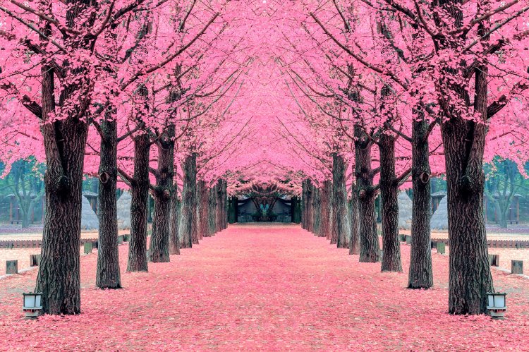 Comienza la temporada de floración de los cerezos en Japón
