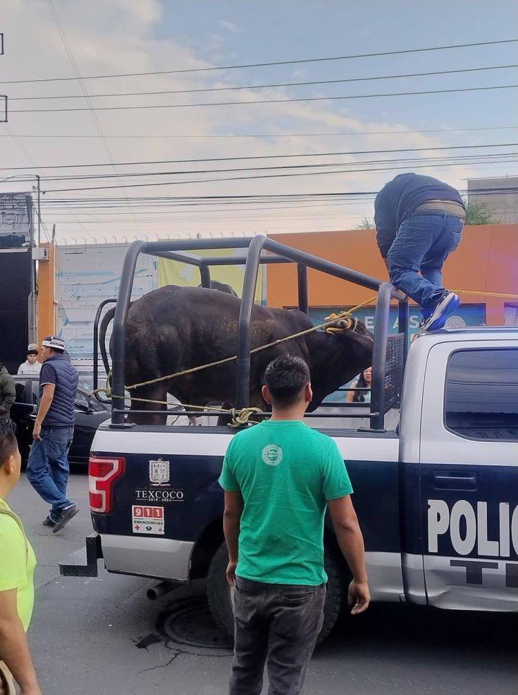 Varios toros escapan de un corral en Texcoco y provocan movilización policial