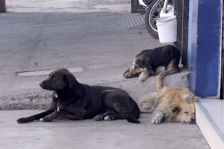 Proponen leyes para regular protección de animales en situación de calle comunitarios