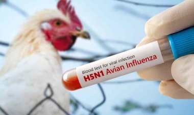 Autoridades sanitarias confirman muerte de niña diagnosticada con primer caso de gripe aviar en México