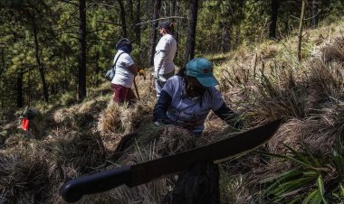 Colectivos de búsqueda encuentran restos óseos posiblemente humanos en el Ajusco