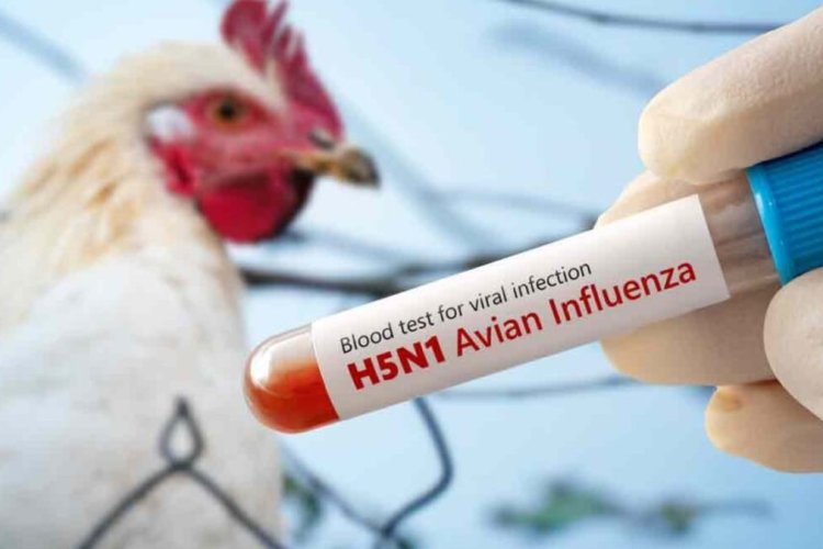 Autoridades sanitarias confirman muerte de niña diagnosticada con primer caso de gripe aviar en México