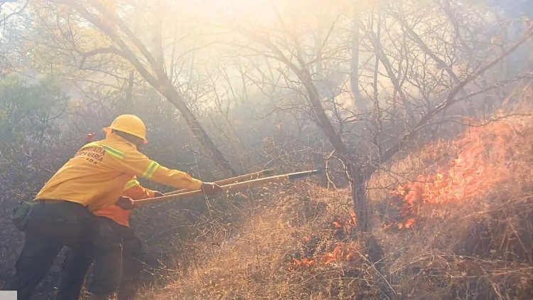 Incendio forestal en Oaxaca dejan dos muertos; hay ocho siniestros activos en ese estado