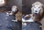 Denuncian abandono de Zoológico de Culiacán; apenas murió un león blanco
