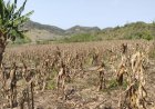 En Veracruz aumentó el número con municipios con sequía a 35