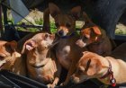 Modifican ley para reconocer a animales comunitarios en la CDMX