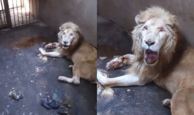Denuncian abandono de Zoológico de Culiacán; apenas murió un león blanco