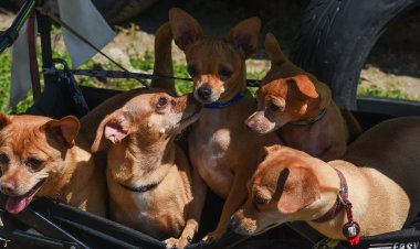 Modifican ley para reconocer a animales comunitarios en la CDMX