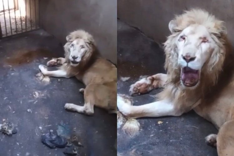 Denuncian abandono de Zoológico de Culiacán; apenas murió un león blanco