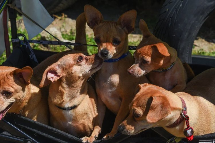 Modifican ley para reconocer a animales comunitarios en la CDMX