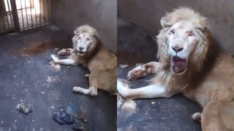 Denuncian abandono de Zoológico de Culiacán; apenas murió un león blanco