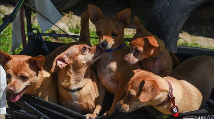 Modifican ley para reconocer a animales comunitarios en la CDMX