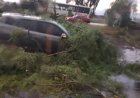 Automovilistas alertan por riesgo de árboles en la carretera Toluca-Tenango del Valle
