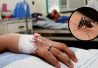 En lo que va de 2025 han muerto más de 300 personas por dengue en México