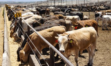 EEUU reabrirá frontera para importación de ganado mexicano tras crisis de gusano barrenador