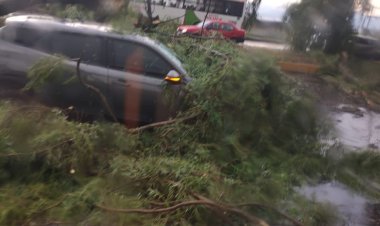 Automovilistas alertan por riesgo de árboles en la carretera Toluca-Tenango del Valle