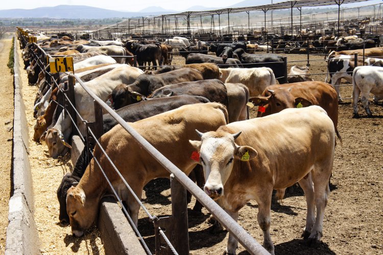 EEUU reabrirá frontera para importación de ganado mexicano tras crisis de gusano barrenador