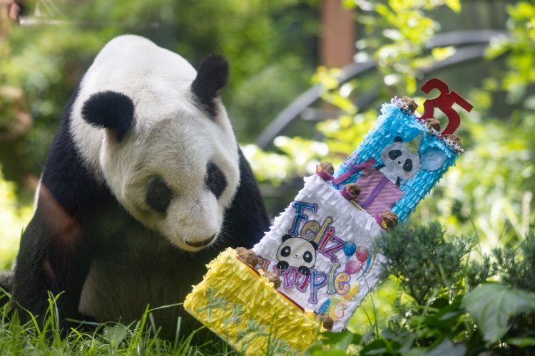 Galería: La Panda Xin Xin cumple 35 años