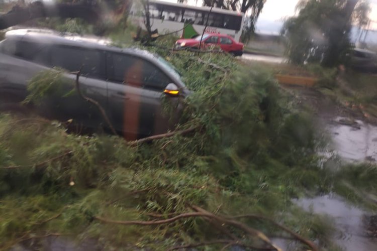 Automovilistas alertan por riesgo de árboles en la carretera Toluca-Tenango del Valle