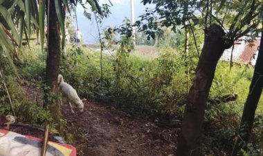 Hayan cuerpo de recién nacido en Mixtla de Altamirano, Veracruz