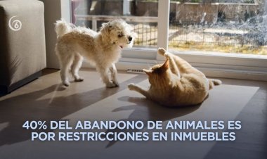Ya no podrán negar renta de viviendas con bebés y mascotas en la CDMX