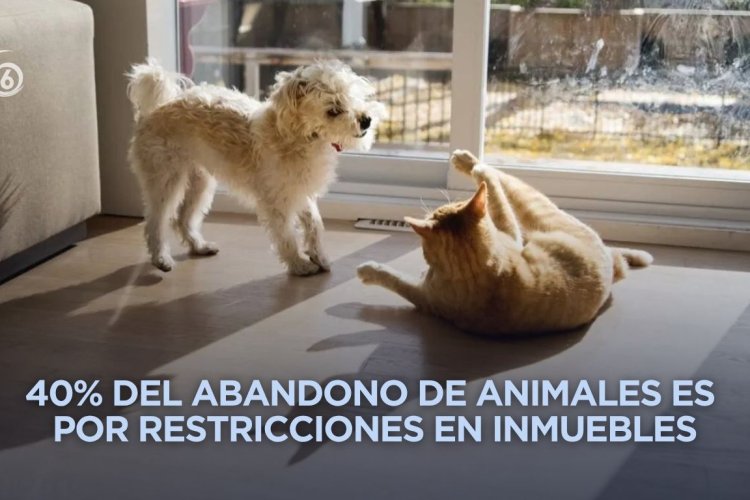 Ya no podrán negar renta de viviendas con bebés y mascotas en la CDMX