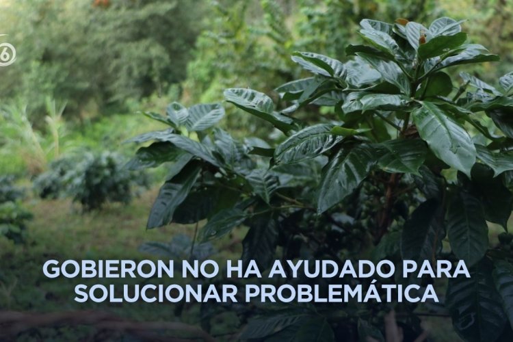 Piden apoyo en Ayohuixcuautla tras perder sus cultivos por el desastre en la Sierra Norte
