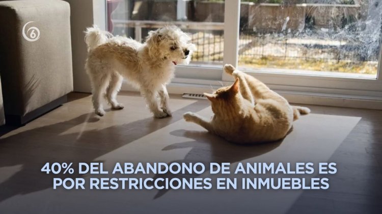 Ya no podrán negar renta de viviendas con bebés y mascotas en la CDMX