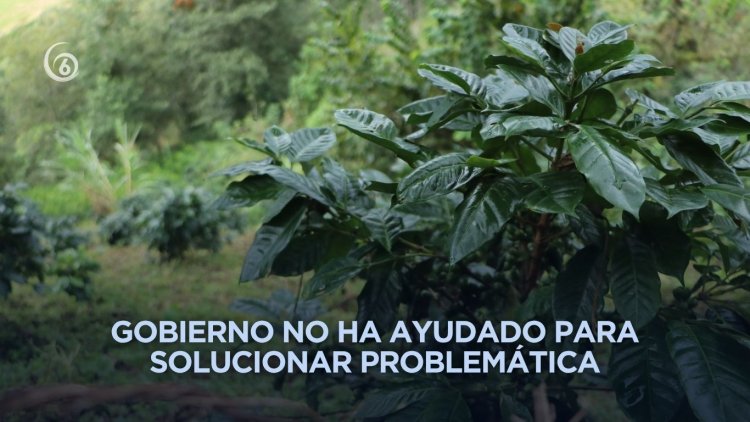 Piden apoyo en Ayohuixcuautla tras perder sus cultivos por el desastre en la Sierra Norte