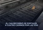 Perrito provoca retrasos en Línea 2 del Metro tras recorrer 20 estaciones