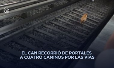 Perrito provoca retrasos en Línea 2 del Metro tras recorrer 20 estaciones