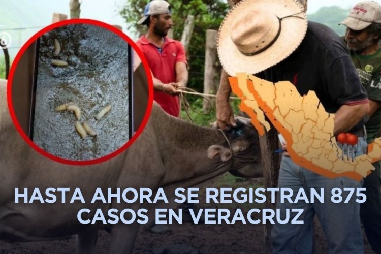 Veracruz en quinto lugar por casos de gusano barrenador
