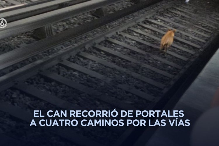 Perrito provoca retrasos en Línea 2 del Metro tras recorrer 20 estaciones
