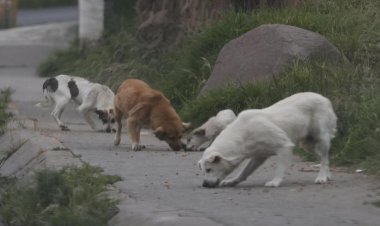 Perros encuentran posibles huesos humanos en calles de Ecatepec