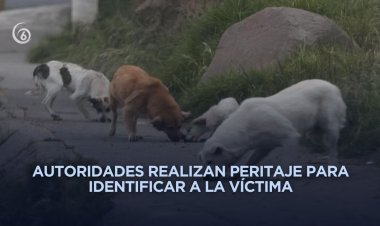 Perros encuentran posibles huesos humanos en calles de Ecatepec