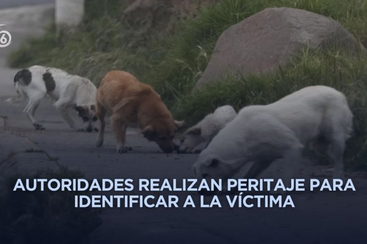 Perros encuentran posibles huesos humanos en calles de Ecatepec