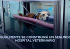 Crearán clínicas veterinarias gratuitas y parques para perros en la CDMX