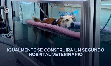 Crearán clínicas veterinarias gratuitas y parques para perros en la CDMX