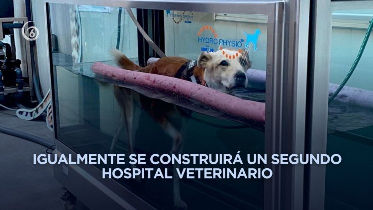 Crearán clínicas veterinarias gratuitas y parques para perros en la CDMX
