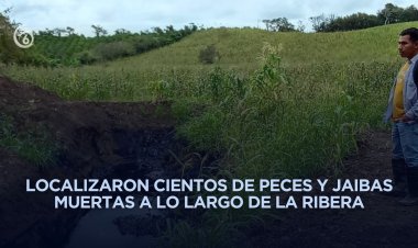 Alerta ambiental en Cazones; reportan mortandad de peces y rastros de hidrocarburo