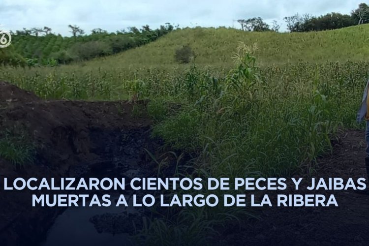 Alerta ambiental en Cazones; reportan mortandad de peces y rastros de hidrocarburo