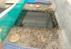 Sin fertilizante subsidiado, campesinos crean alternativas para mantener sus cultivos