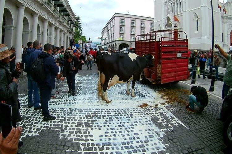 Con vacas y litros de leche derramada, productores exigen solución a crisis en el sector