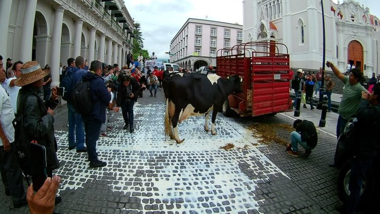 Con vacas y litros de leche derramada, productores exigen solución a crisis en el sector